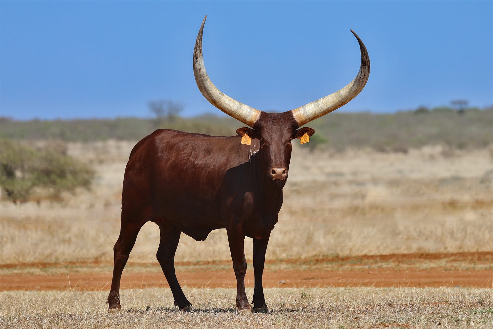 51" Mosi, Fire Sky Ankole cow