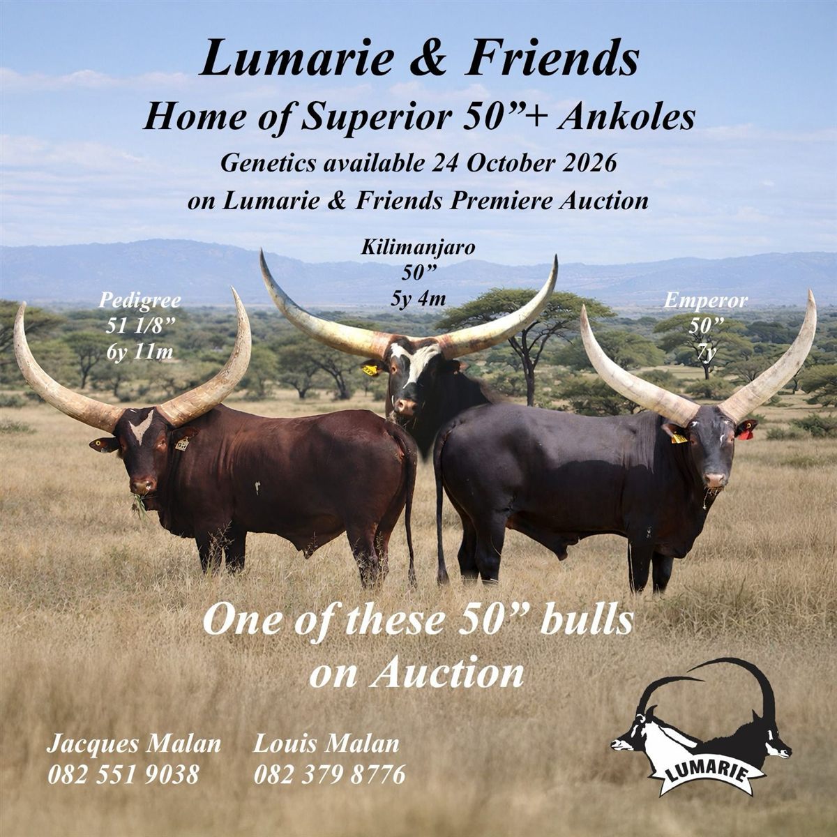 Lumarie & Friends Premiere Auction, 24 October 2026
