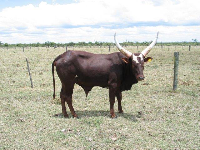 BA2, foundational imported bull, photographed in 2004