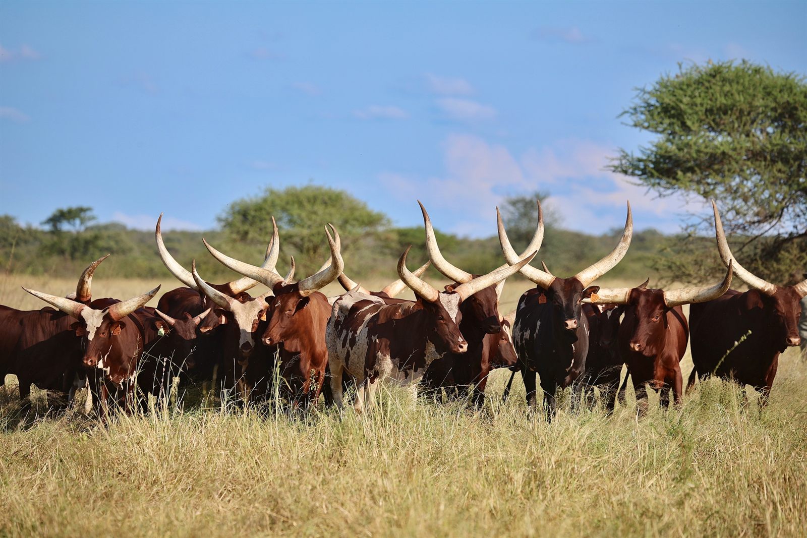 Fire Sky Ankole cattle in the Limpopo bushveld
